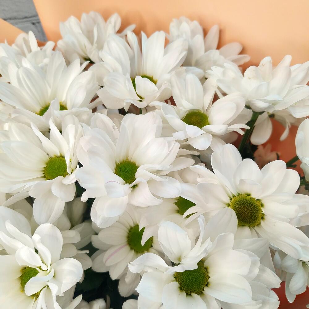 Хризантема кустовая 5 шт в упаковке